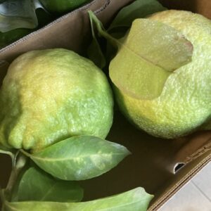Citron Cédrat 🇮🇹