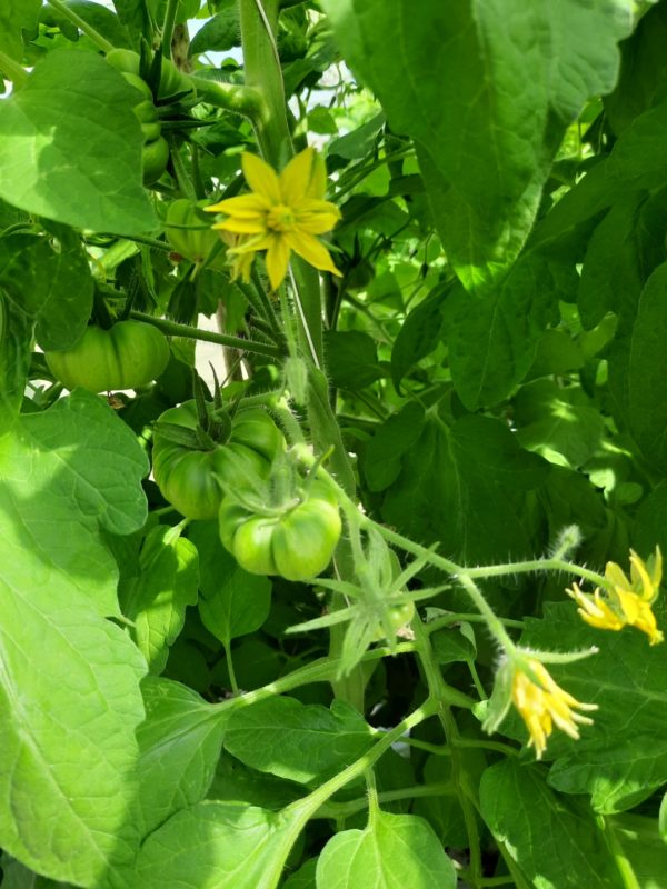 Tomate bœuf jaune 🇫🇷, au kilo – Image 4