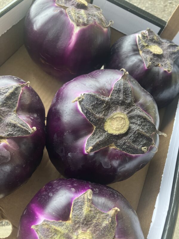 Aubergine 🇮🇹