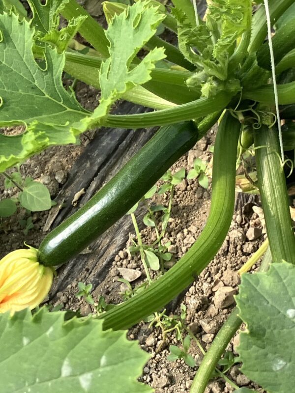 Courgette de Provence,le kilo (env 4 à 5) – Image 2