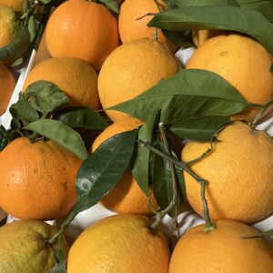 Orange de table 🇮🇹