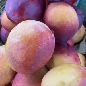 Mangue