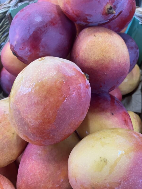 Mangue